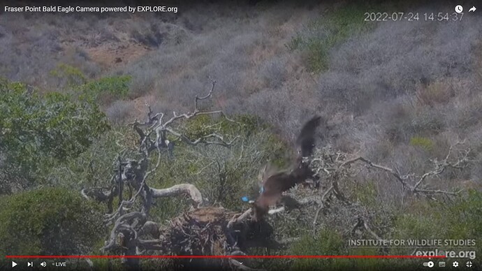 FraserBaldEagle_220724_Lili_Andor_collided