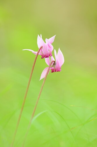 IMG_9290