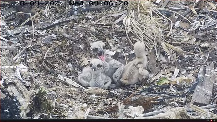 os3_220928_chicks