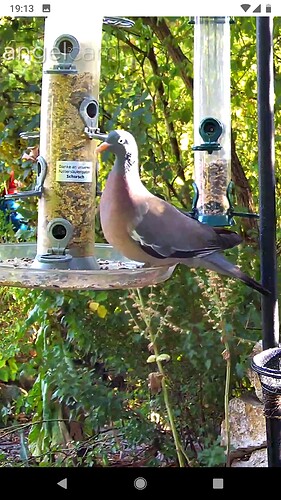 Screenshot_20220807-191359