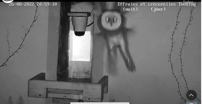 Bild