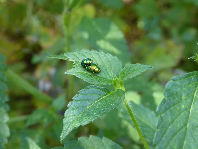 P1070759