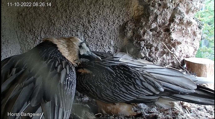 Screenshot_20221011-082650_Chrome