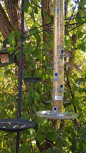 Screenshot_20220811-162043_Chrome