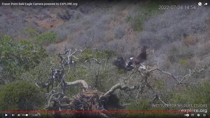 FraserBaldEagle_220724_Lili_Andor_collide