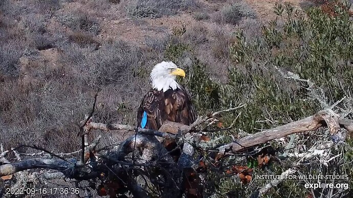FraserBaldEagle_220917_Andor