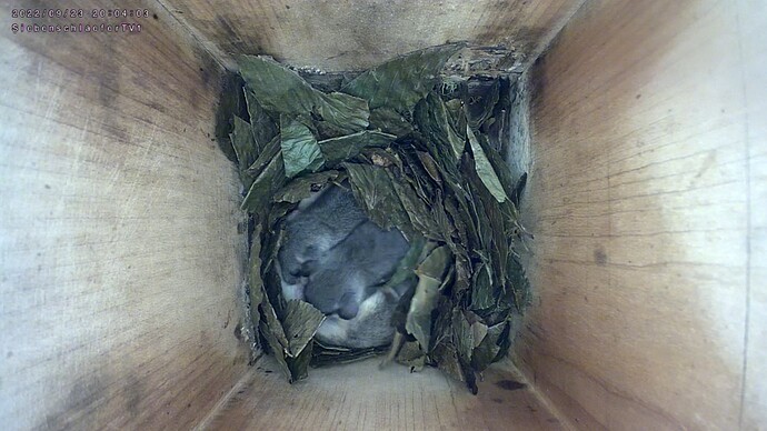 Screenshot_20220923-200532_Chrome