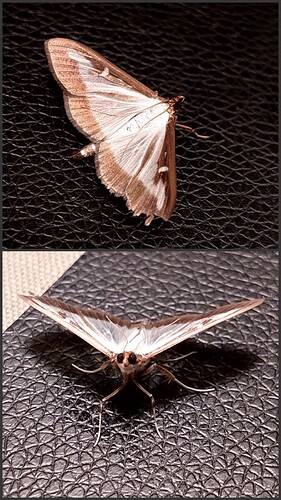 Collage_2022-09-06_21_49_31