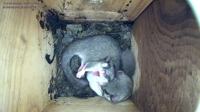 Siebenschläfer_220911_Gähner