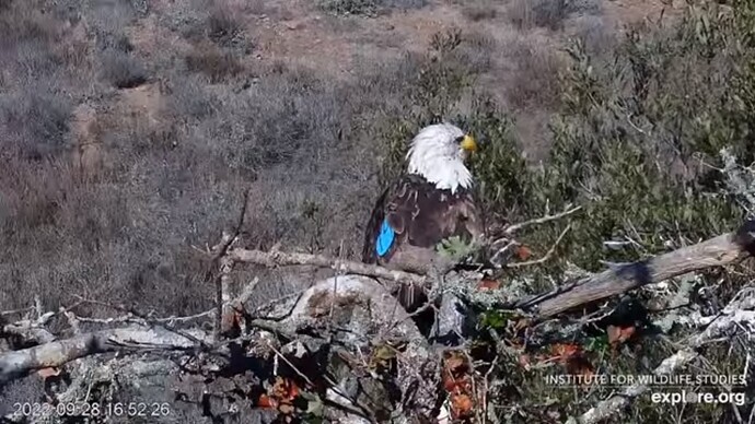 FraserBaldEagle_220928_Andor_sleepy
