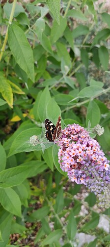 IMG_20220722_193958
