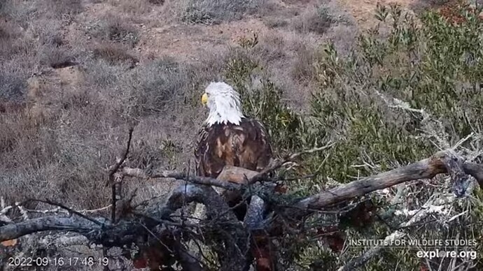 FraserBaldEagle_220917_Andor_s