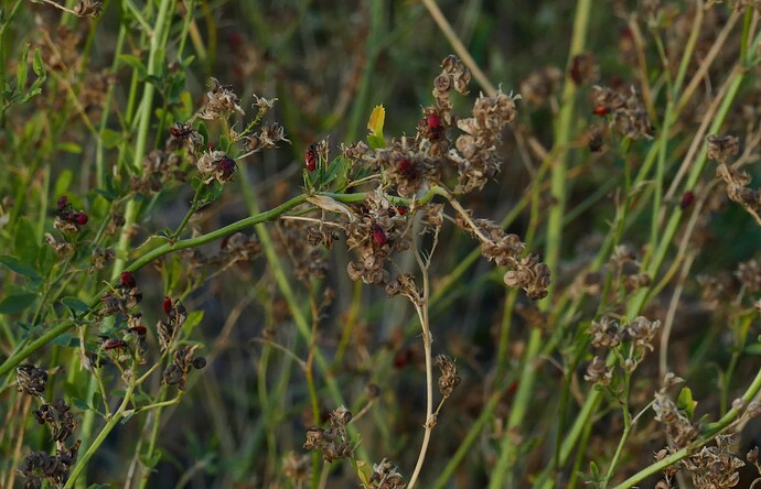 P2650950
