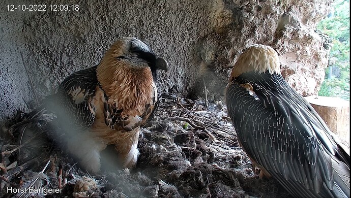 Screenshot_20221012-120952_Chrome