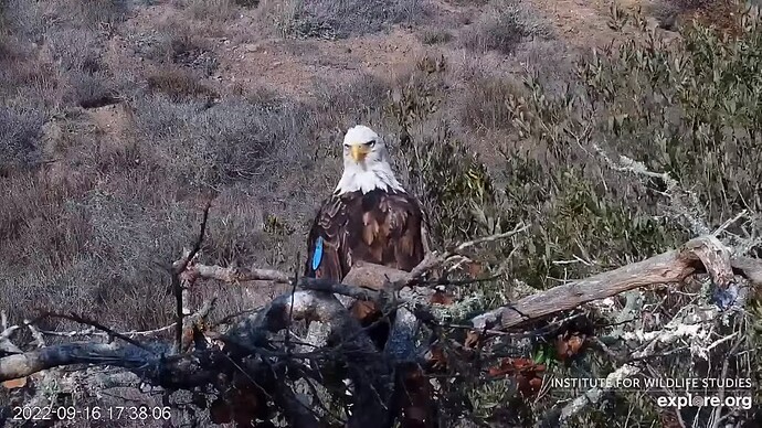 FraserBaldEagle_220917_Andor_p