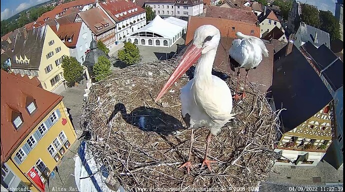 Bild