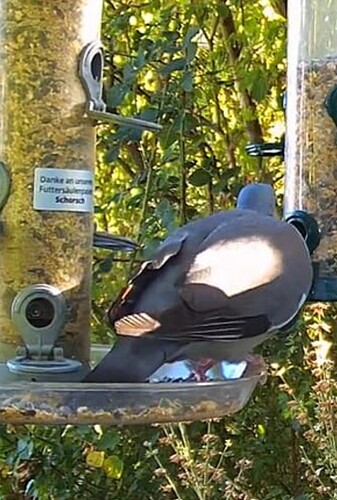 Screenshot_20220806-210028_Chrome