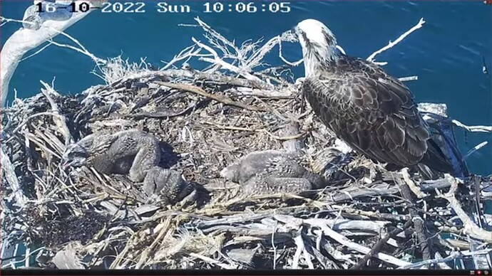 os3_221016_chicks3