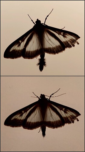 Collage_2022-09-06_21_45_28