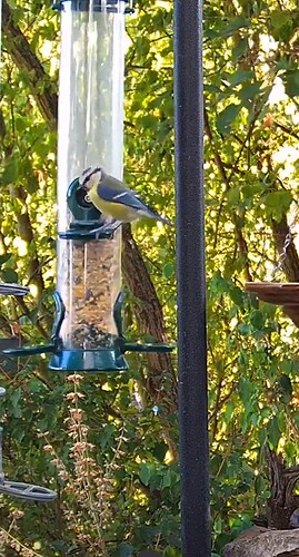 Screenshot_20220815-181505_Samsung Internet