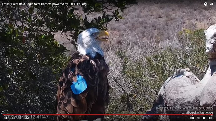 FraserBaldEagle_220826_Andor_close