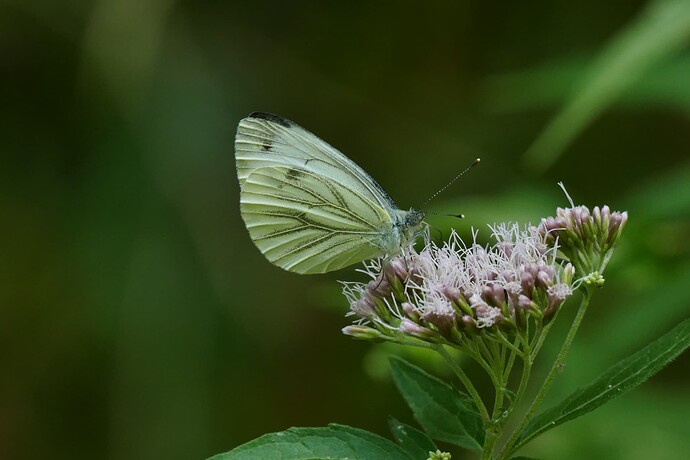 P2620160