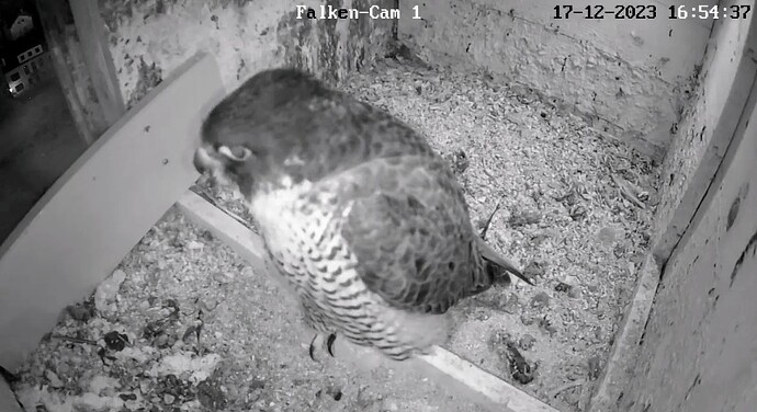 Screenshot_2023-12-17-16-54-55-343_com.android.chrome