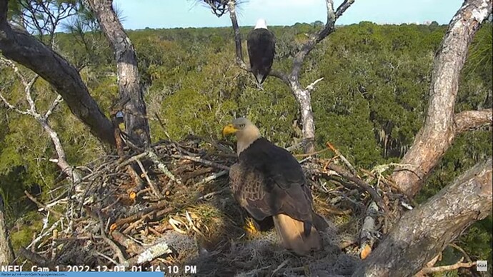 NEFL_221203_nm_nest_gabby_perch