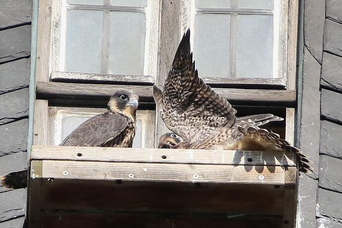 Jungfalken morgens 3