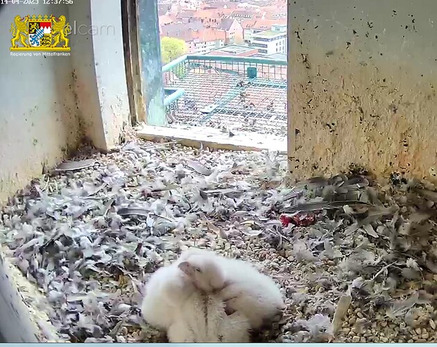 Screenshot_20230414-123822~2