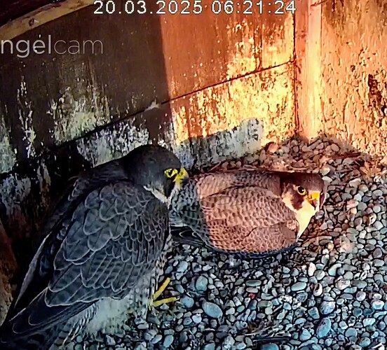 Screenshot_2025-03-20-06-31-32-898_com_1742450596973.android.chrome