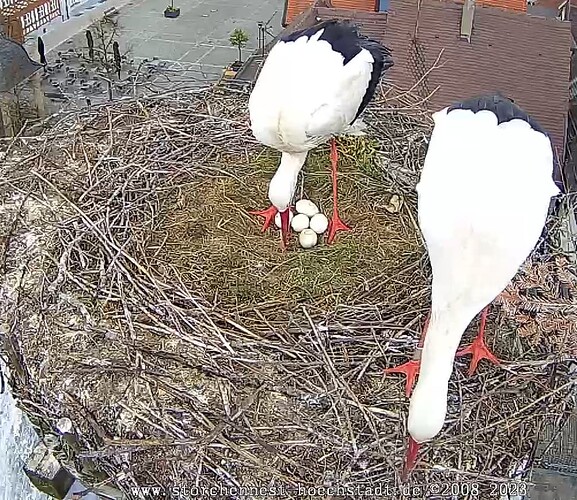 2023-04-24 14_52_51-Storchencam _ Storchennest-Hoechstadt.de und 1 weitere Seite - Persönlich – Micr