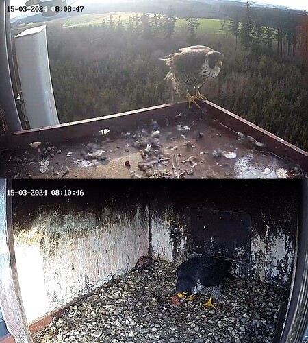 Screenshot_20240315_080804_Samsung Internet