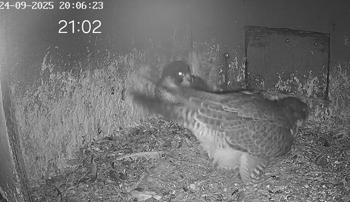 Screenshot_20250924_210220_Chrome