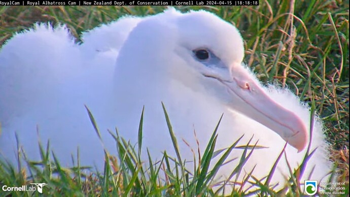 Screenshot_2024-04-15-16-50-12-985_com.google.android.youtube