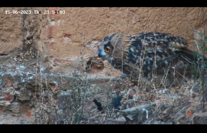 Screenshot_20230615_215127_Samsung Internet