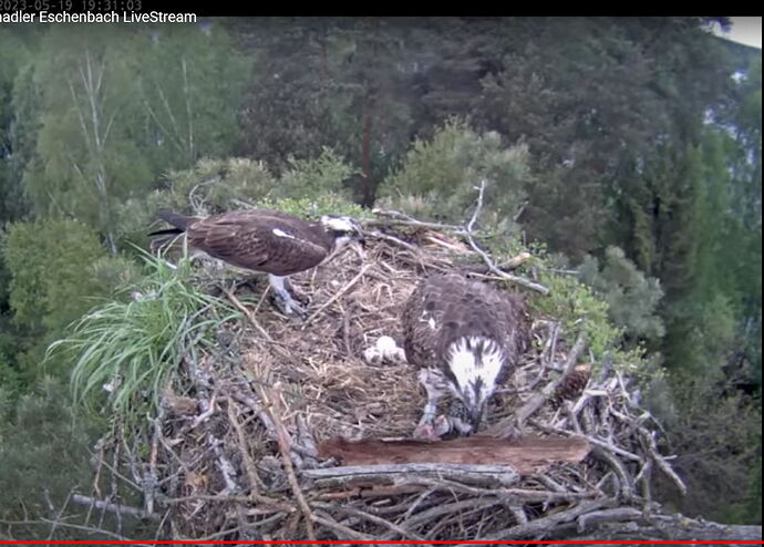 Snap_2023.05.19_19h31m33s_015_