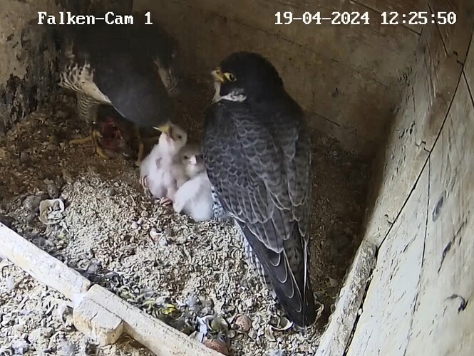 Screenshot_20240419_122635_Chrome