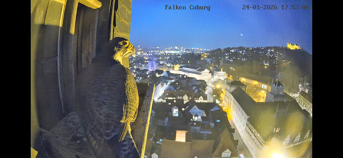 Screenshot_20260124_175308_Chrome