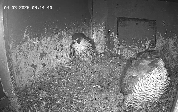 Screenshot_20260304_030803_Samsung Internet