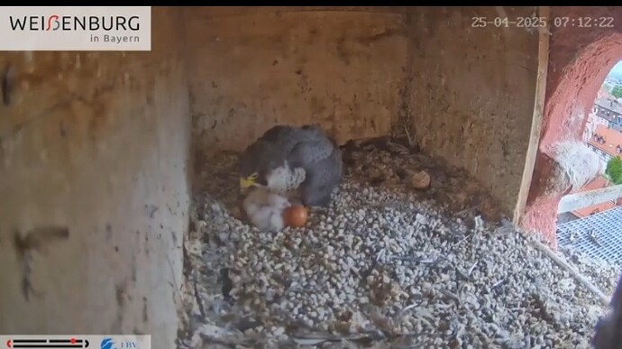 Screenshot_20250425-071232_YouTube