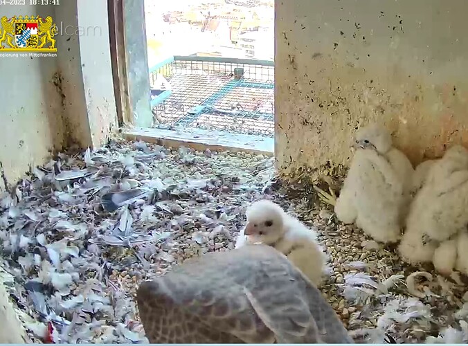 Screenshot_20230421-181407~2