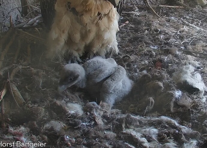 Arbeit am Nest 30.03.24