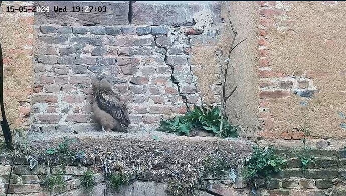 Screenshot_20240515_192720_Chrome