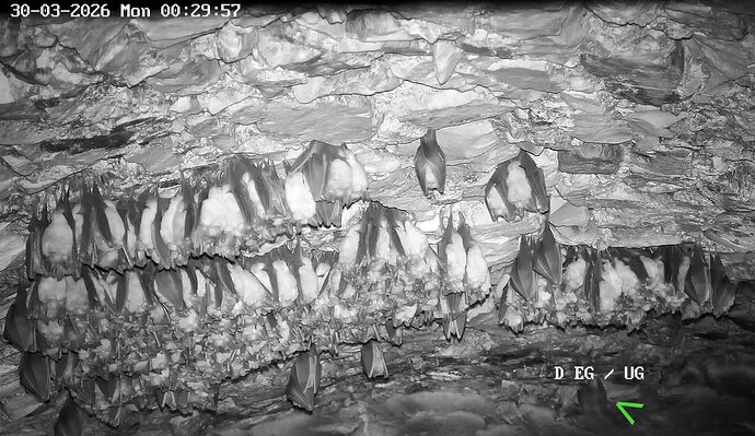 2026-03-30_5 Wimpi kriecht in Spalt