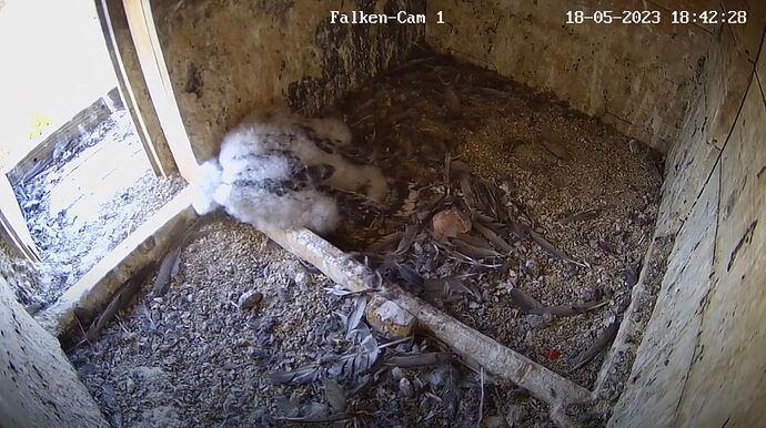 Snap_2023.05.18_18h42m57s_025_