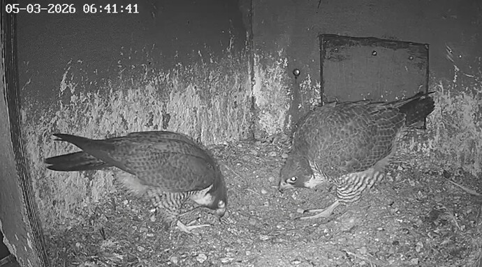 Screenshot_20260305_063500_Chrome