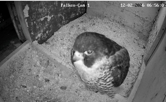 Screenshot_2026-02-12-06-56-13-891_com.android.chrome~2