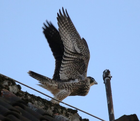 Jungfalke startet 1