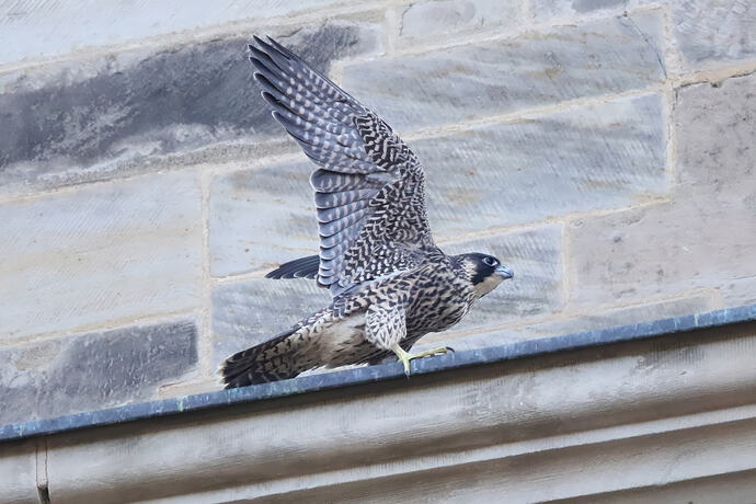 Jungfalke 6a